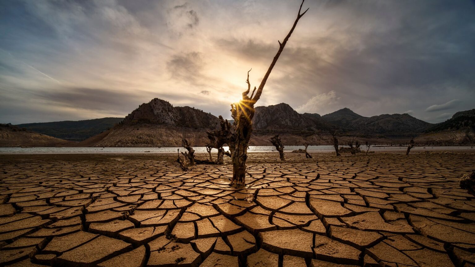 Усиление засухи. Greenery & drought one image.